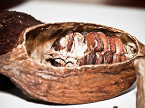 cabosside cacao